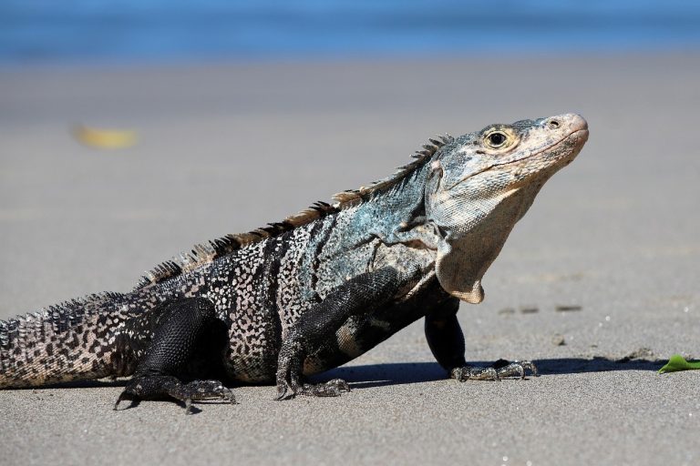 iguana, lizard, reptile, beach, nature, sand, wildlife-8588842.jpg